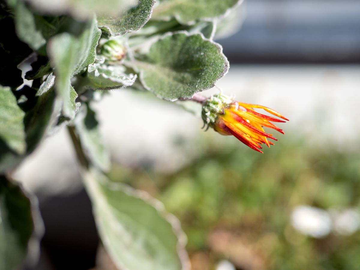 アークトチス’バンブルビー’を育てる。 開き始める花