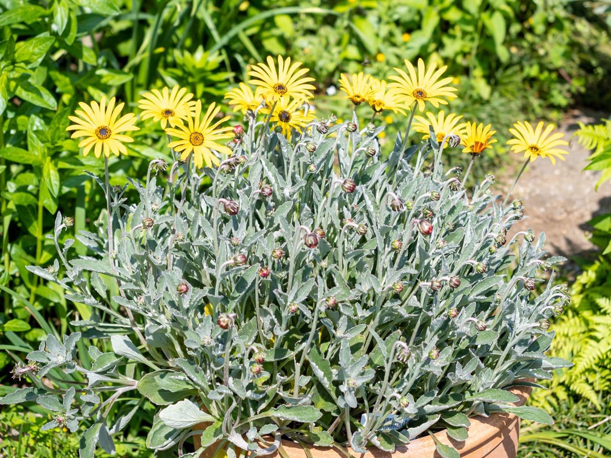 アークトチス’バンブルビー’を育てる。 日向の株の花茎はしっかり。