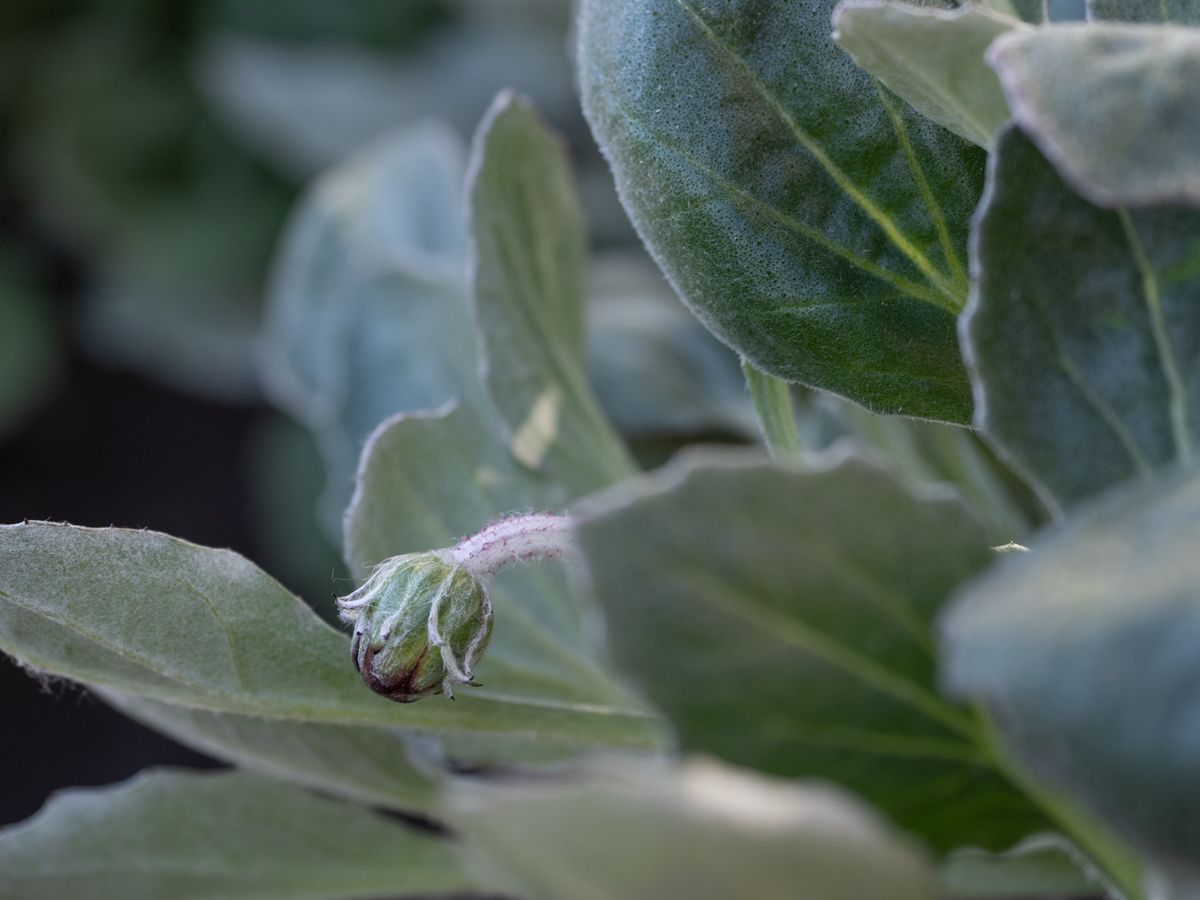 アークトチス’バンブルビー’を育てる。 花茎が伸びてきました。