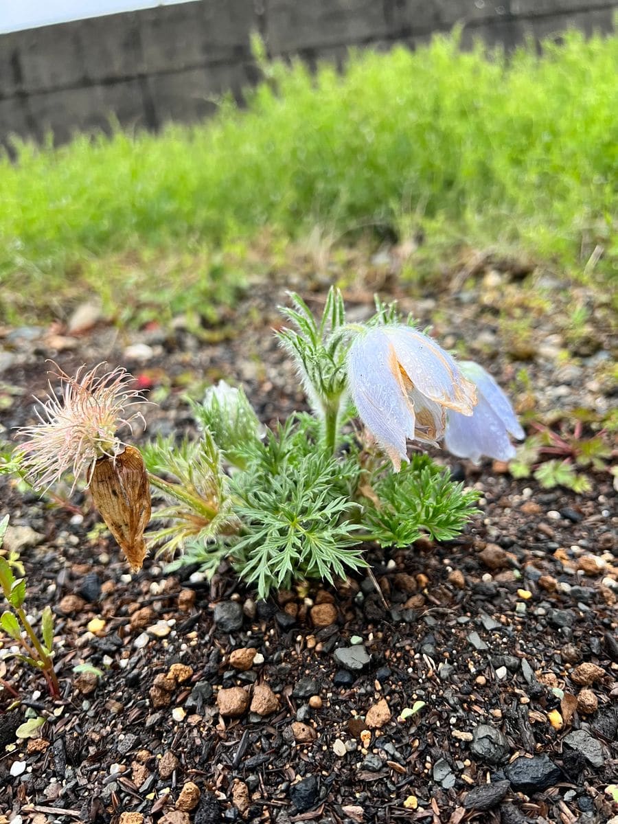 オキナグサを地植えで育てる 春の様子