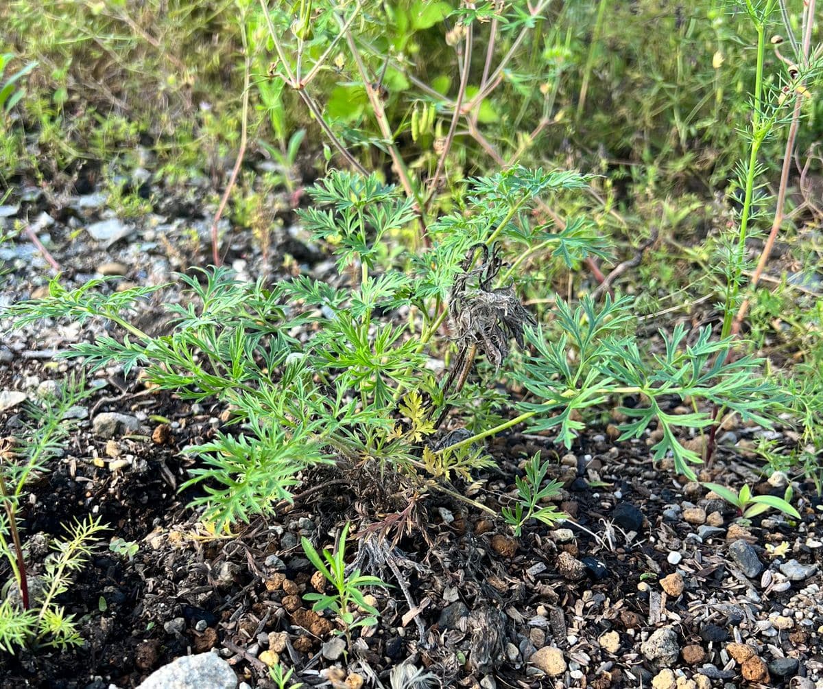 オキナグサを地植えで育てる 葉っぱがフサフサ