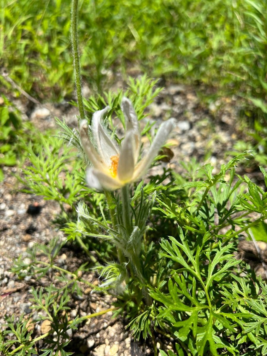 オキナグサを地植えで育てる 初夏に再び開花