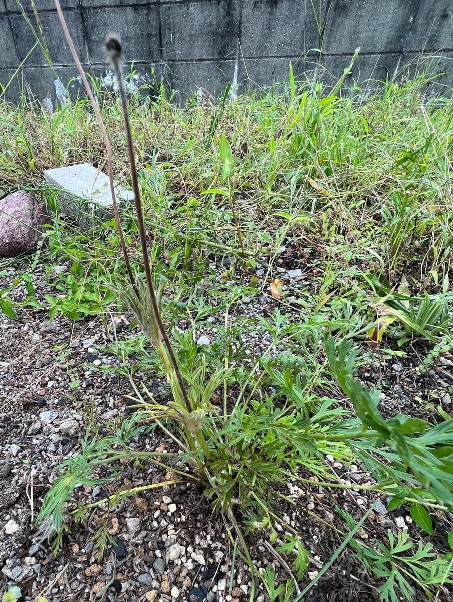 オキナグサを地植えで育てる 綿毛のような