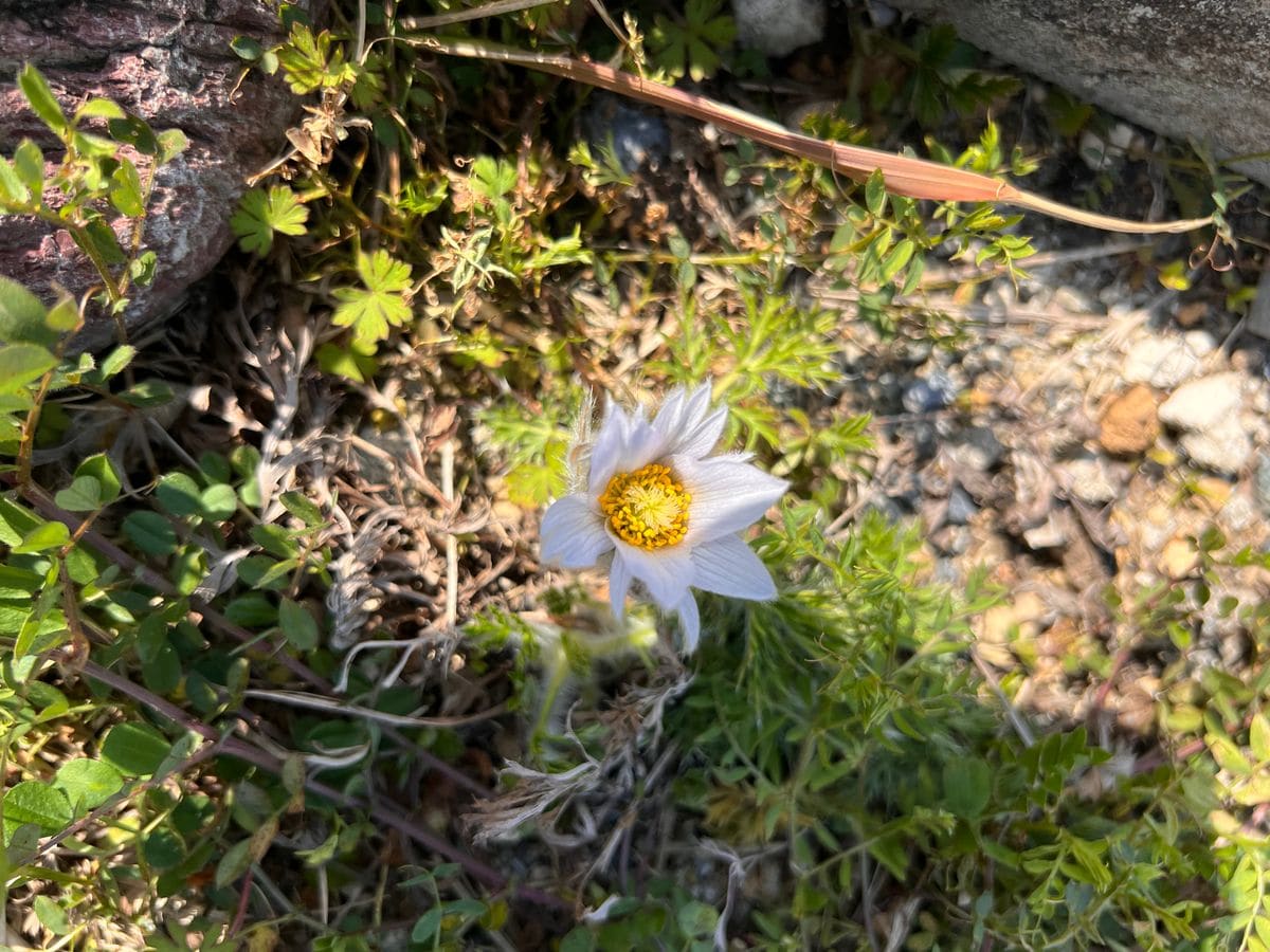 オキナグサを地植えで育てる 2024 春　開花