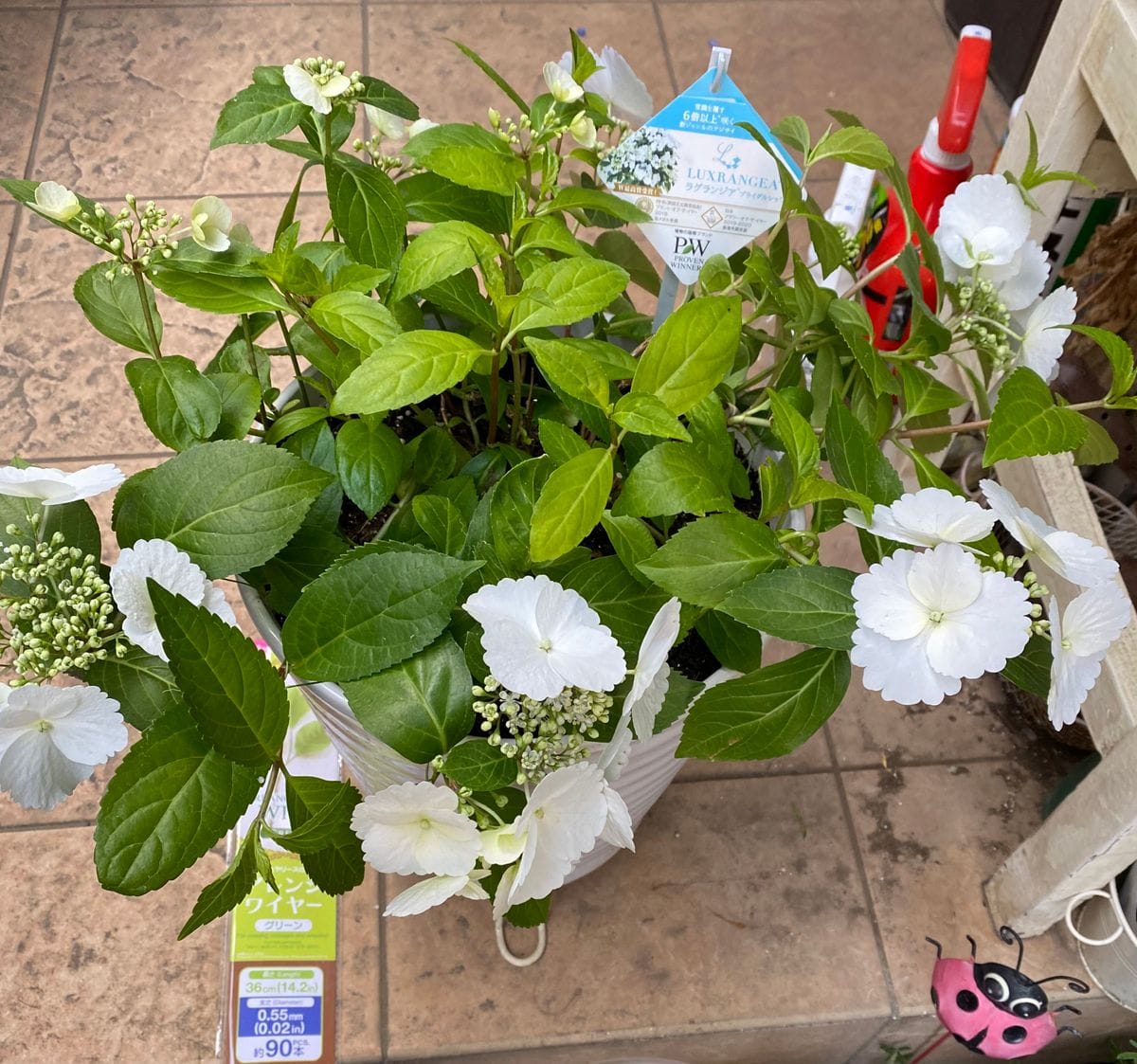 側枝にも花が咲くのは本当⁉️ブライダルシャワー👰‍♀️ ひろげて✨ひろげて✨