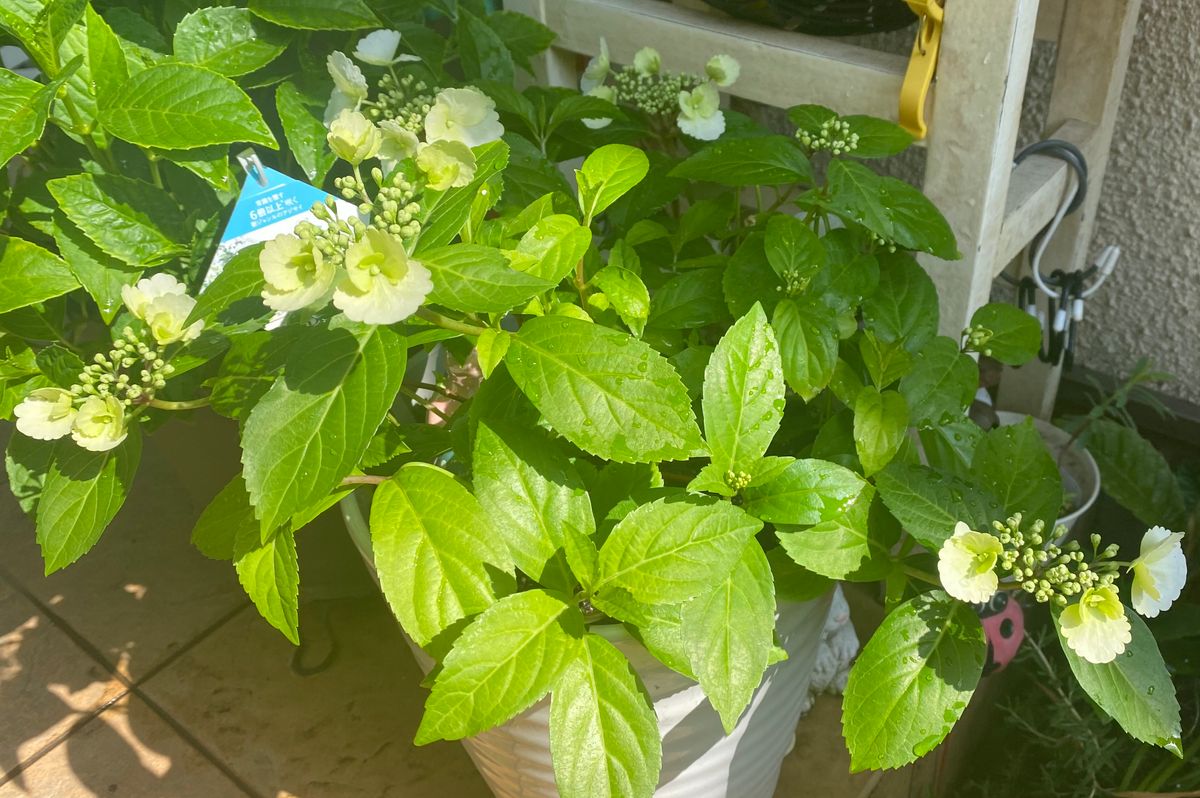 側枝にも花が咲くのは本当⁉️ブライダルシャワー👰‍♀️ 緑色から白色へ