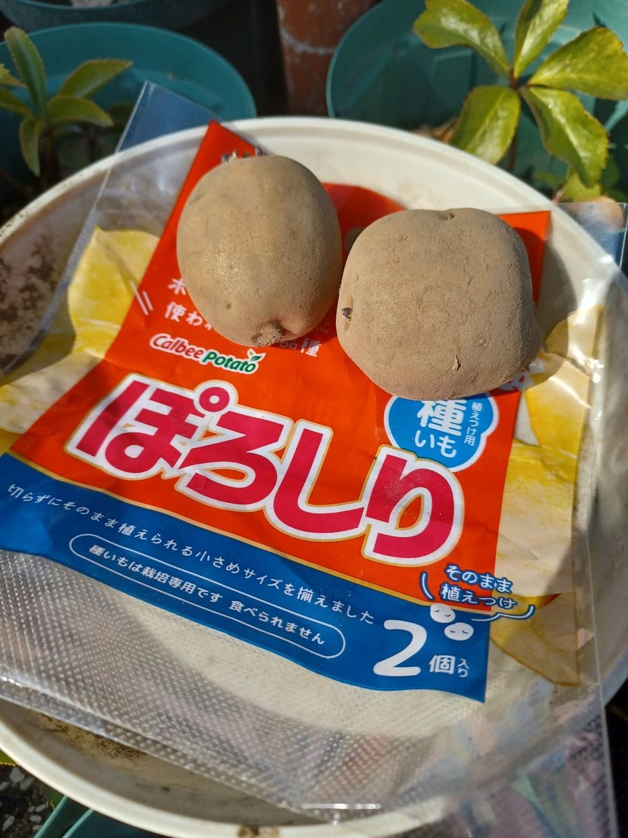 「ぽろしり」を育て、フライドポテトを作る 種いもの芽出し