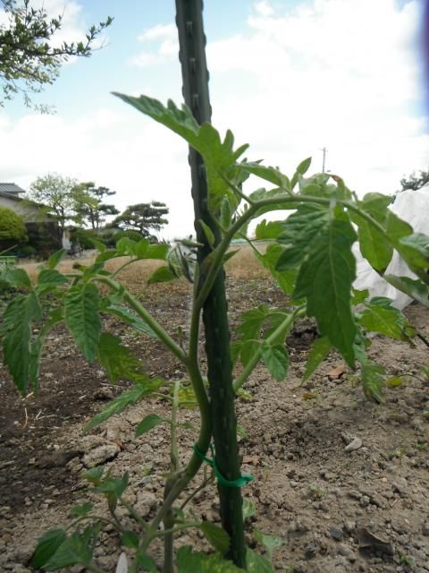 ２０１３ ミニトマト栽培日記 支柱をしました