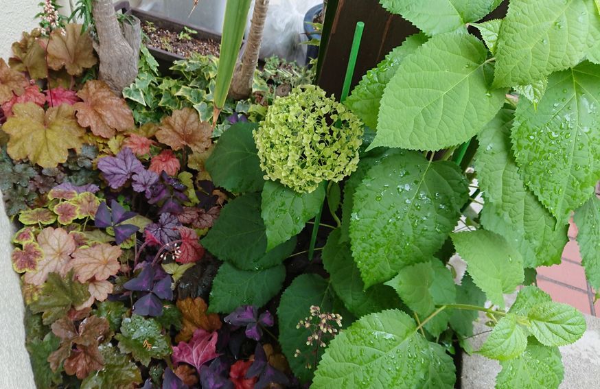 地面に枯れ枝を挿したようにしか見えないアナベルの苗 条件は悪いのに