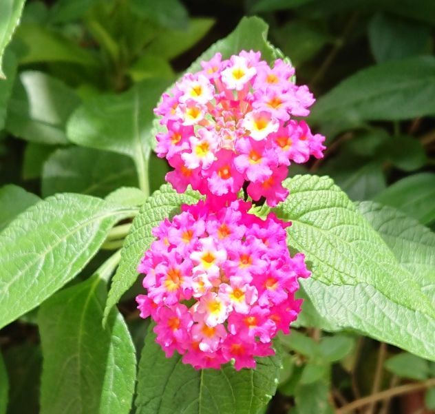 何の花だったっけ 2022年8月12日