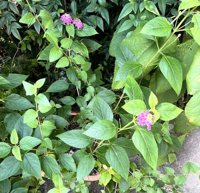 何の花だったっけ 2022年10月1日