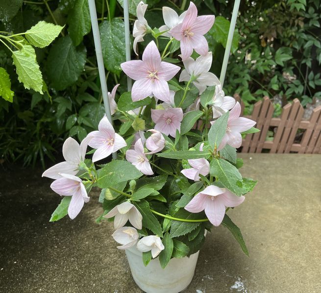 何の花だったっけ２ 我が家の首席