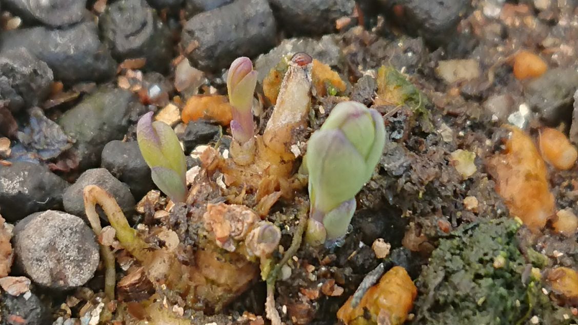 何の花だったっけ２ おはよう