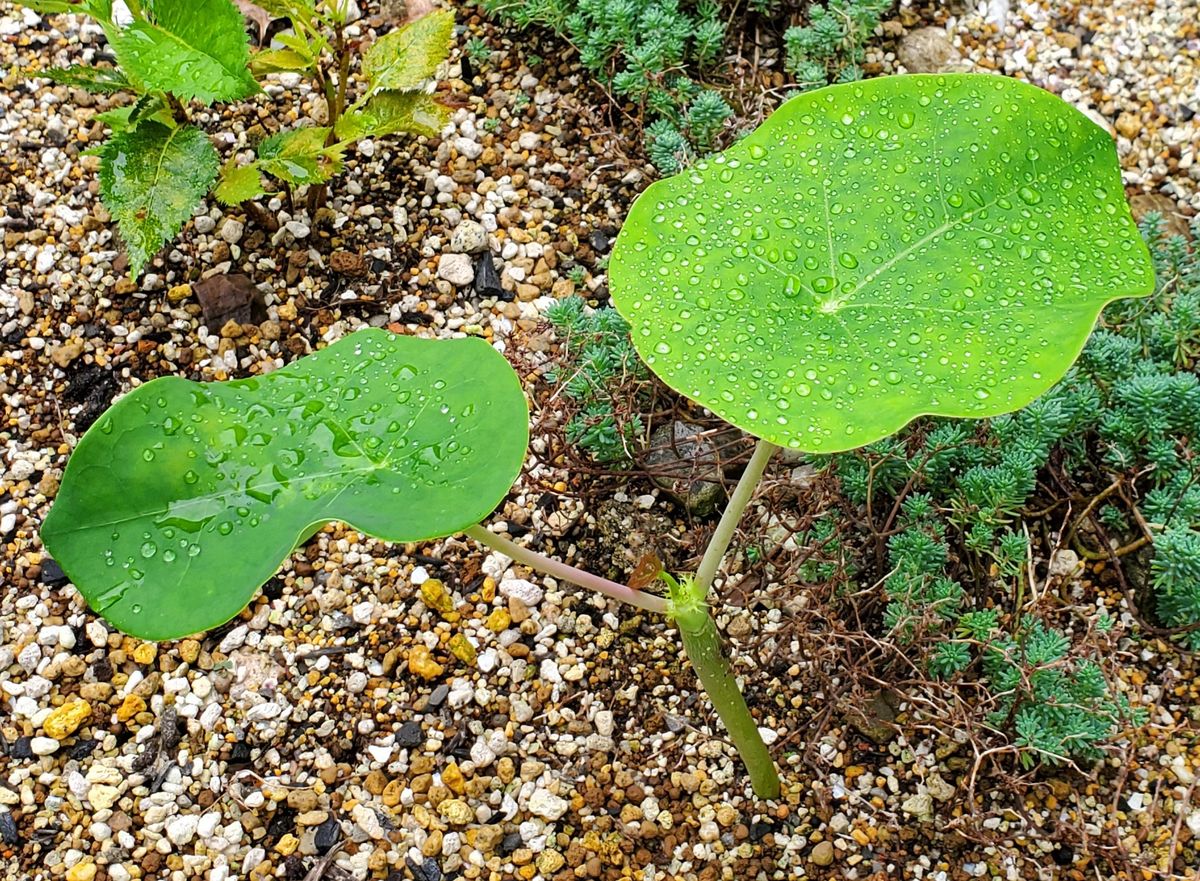 珊瑚のような花が咲くって本当なの？ 諦めて捨てたのに😁 8月20日