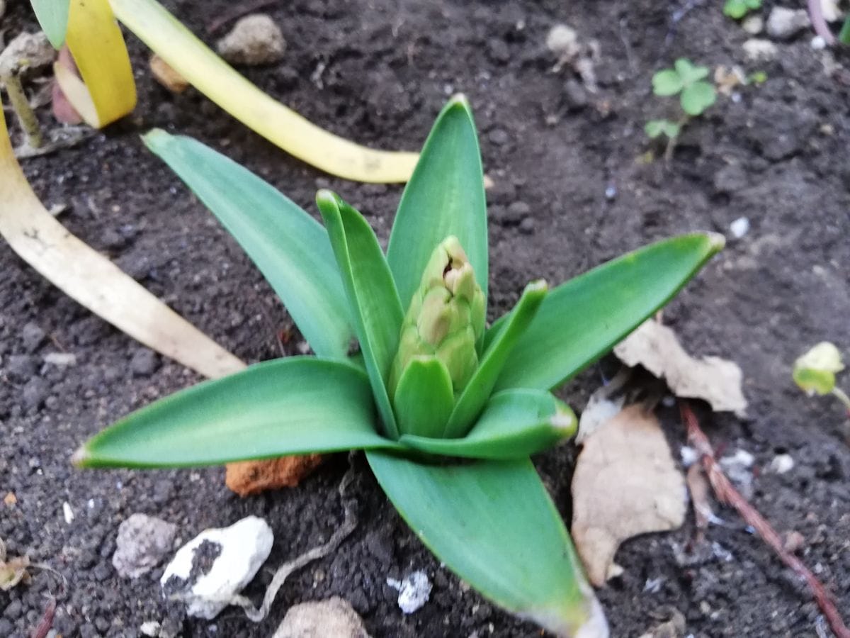 地植えでヒアシンス 3/2花芽が見えてきました。