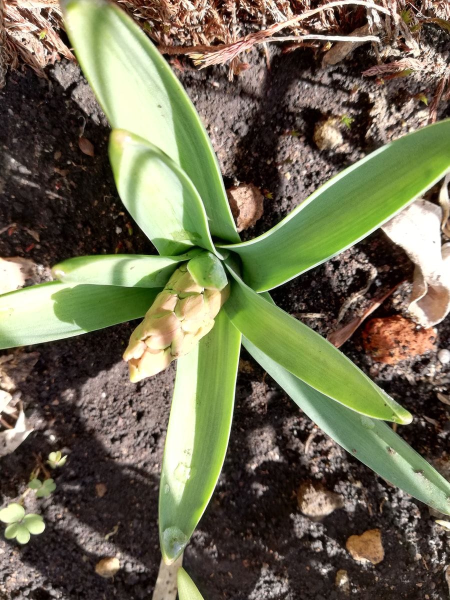 地植えでヒアシンス 3/7🌱葉も伸びてきました。