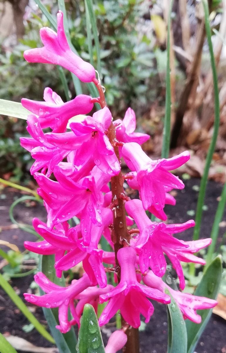 地植えでヒアシンス