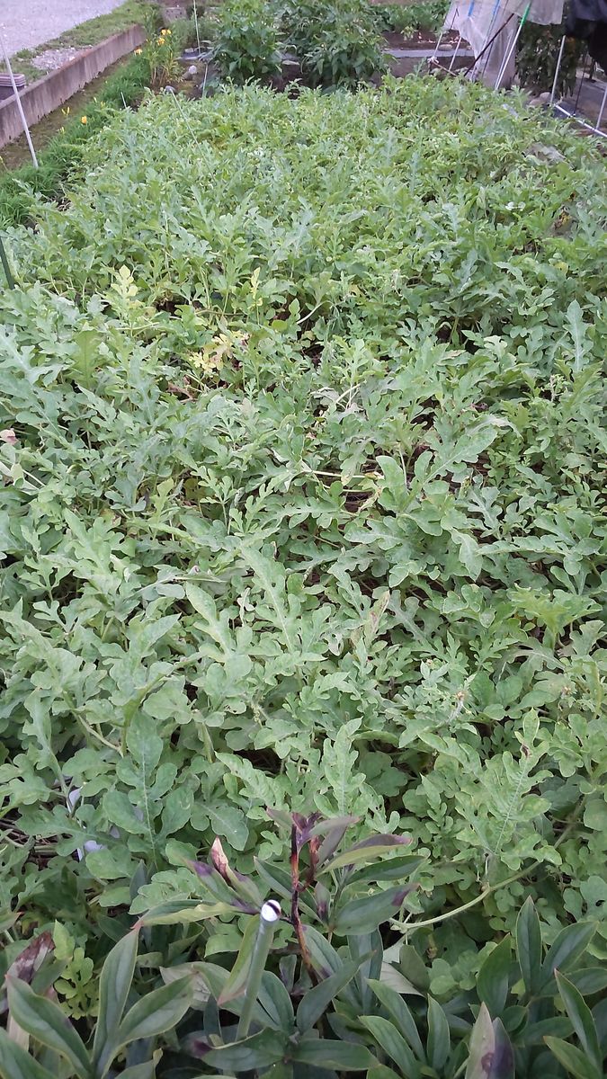 露地スイカ栽培　２０２２ ７月１５日　子蔓繁茂