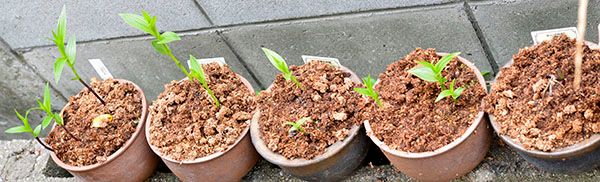 手抜き柿蘭 湿地性の蘭だけあって雨が大好き～