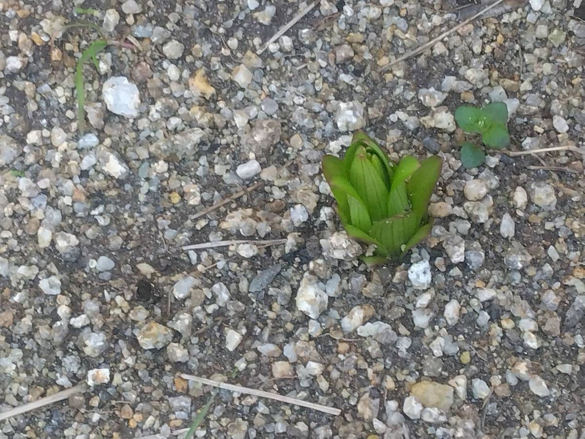 球根から 花壇、代表一つ