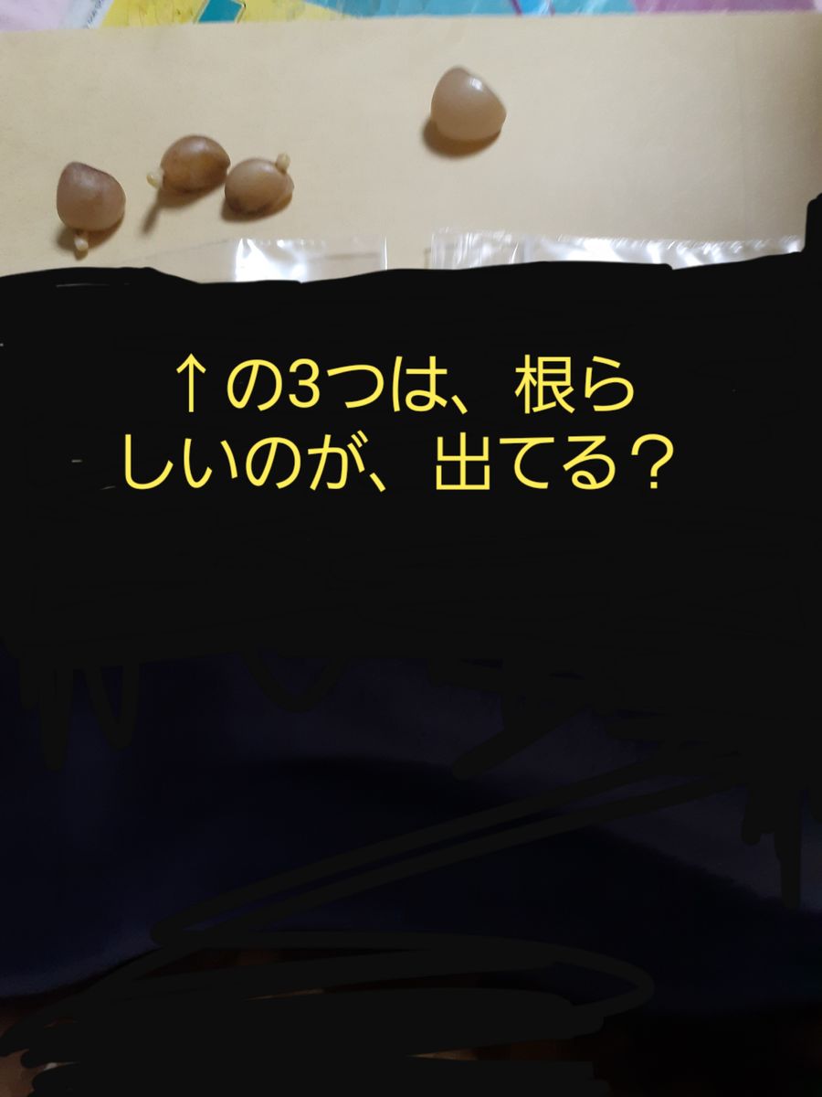 クンシランを種から育てる 手に入れた４個の種