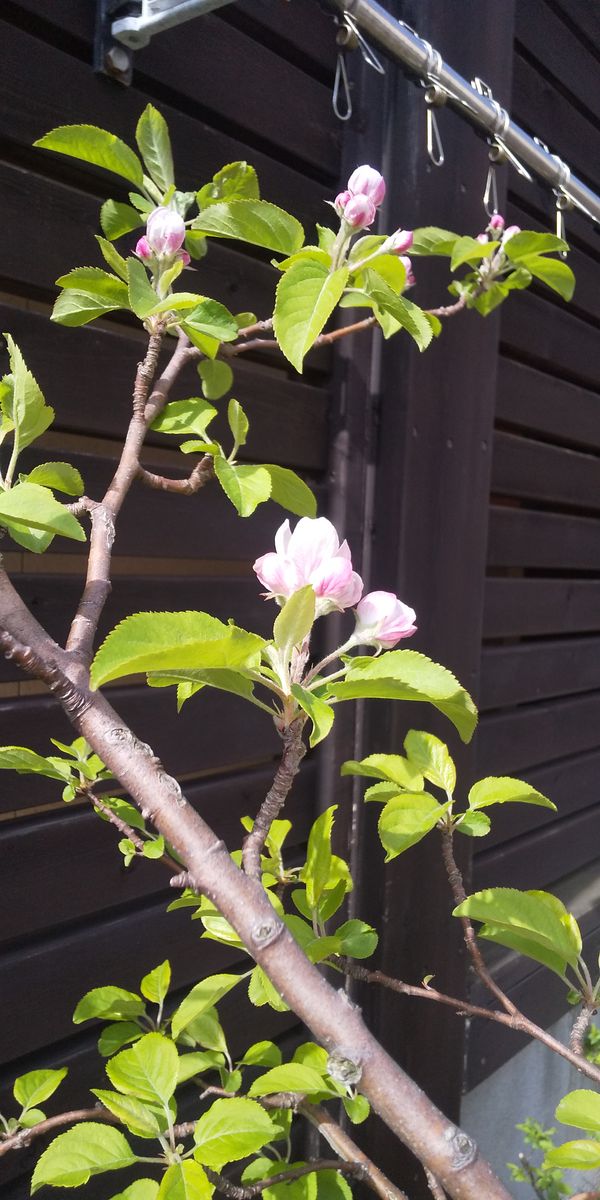 実生のりんご 開花しました。