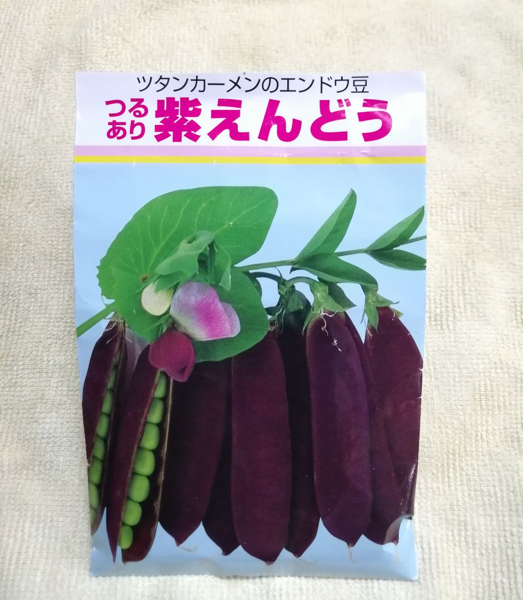 春に紫えんどう豆を蒔いてみた（ツタンカーメン）