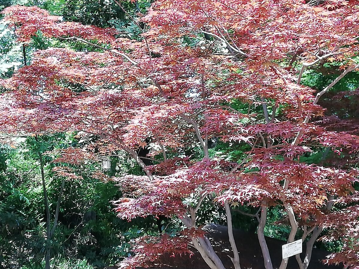 種からオオモミジ🍁 5/4　親木です。