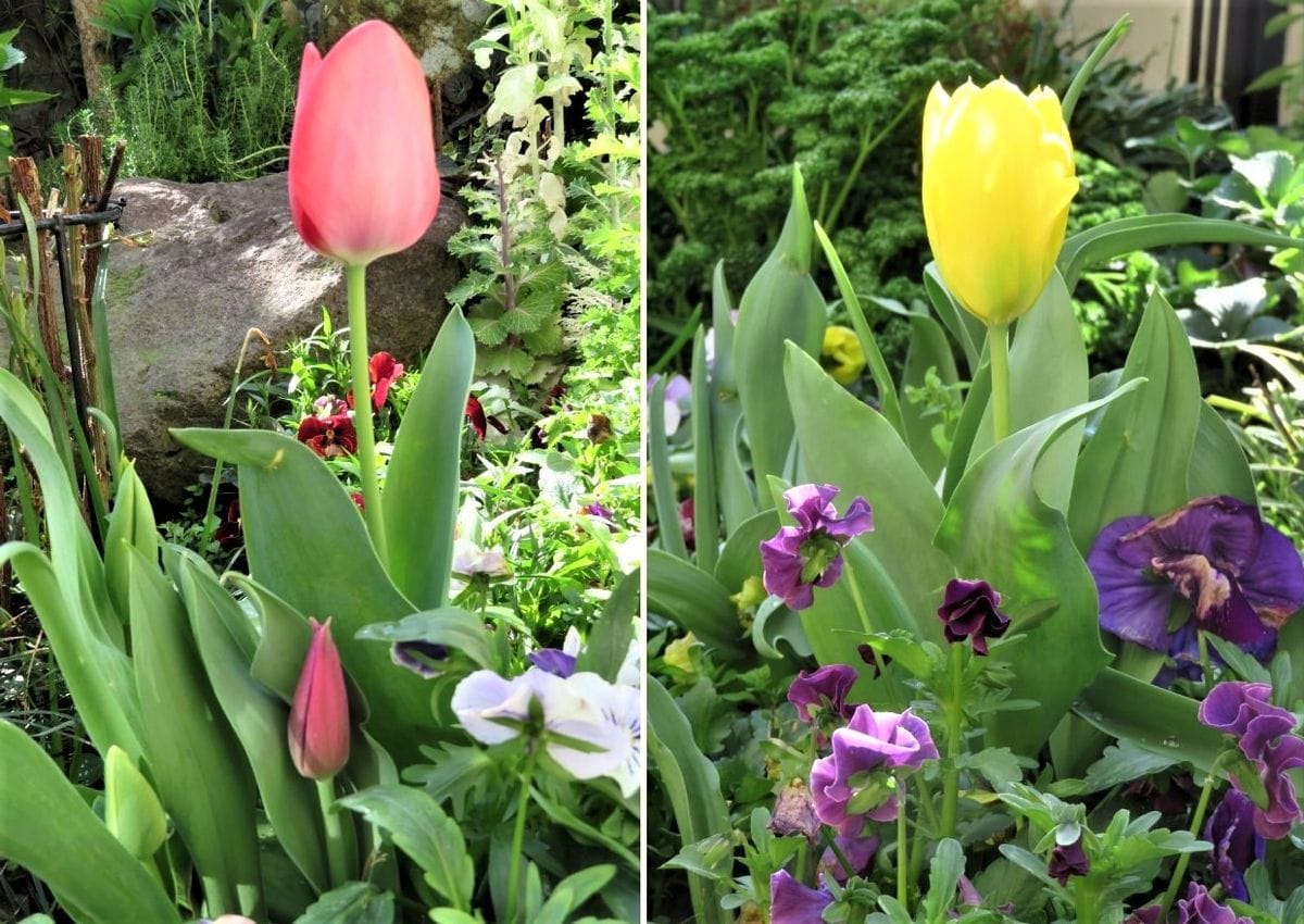 🌷チューリップの花が咲くまで... 花壇の中の🌷チューリップの花