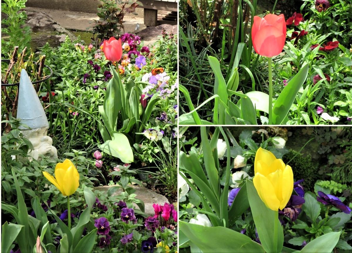 🌷チューリップの花が咲くまで... 花壇の中で育つチューリップの花