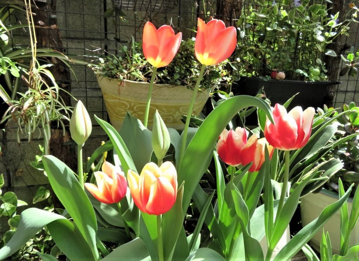 🌷チューリップの花が咲くまで... 鉢の中で🌷チューリップが複数賑わう