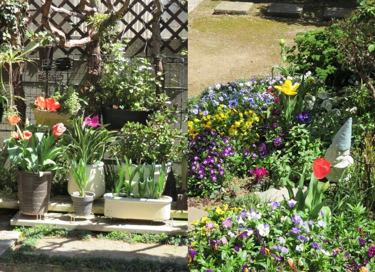 🌷チューリップの花が咲くまで... 🌷チューリップの鉢植えと花壇の姿