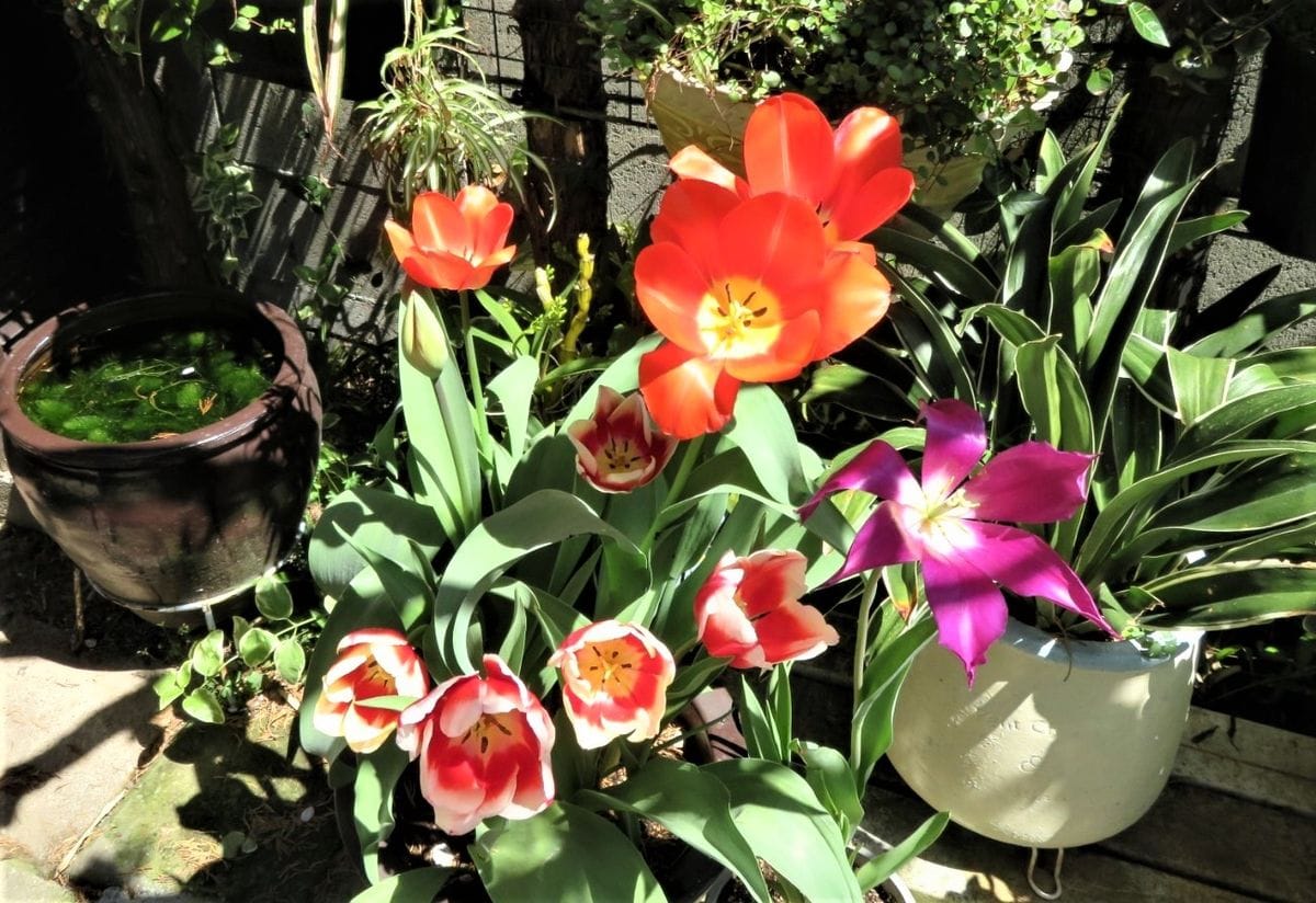 🌷チューリップの花が咲くまで... 🌷チューリップの花が複数咲いた