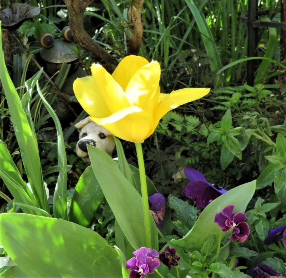 🌷チューリップの花が咲くまで... 黄色い🌷チューリップの花