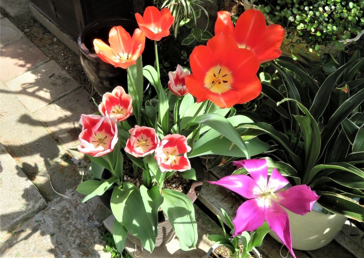 🌷チューリップの花が咲くまで... 🌷日差しが指すのに絶好調