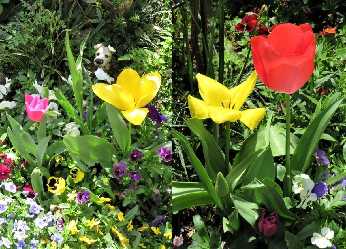 🌷チューリップの花が咲くまで... ２つの花壇に赤と黄色の🌷チューリップ