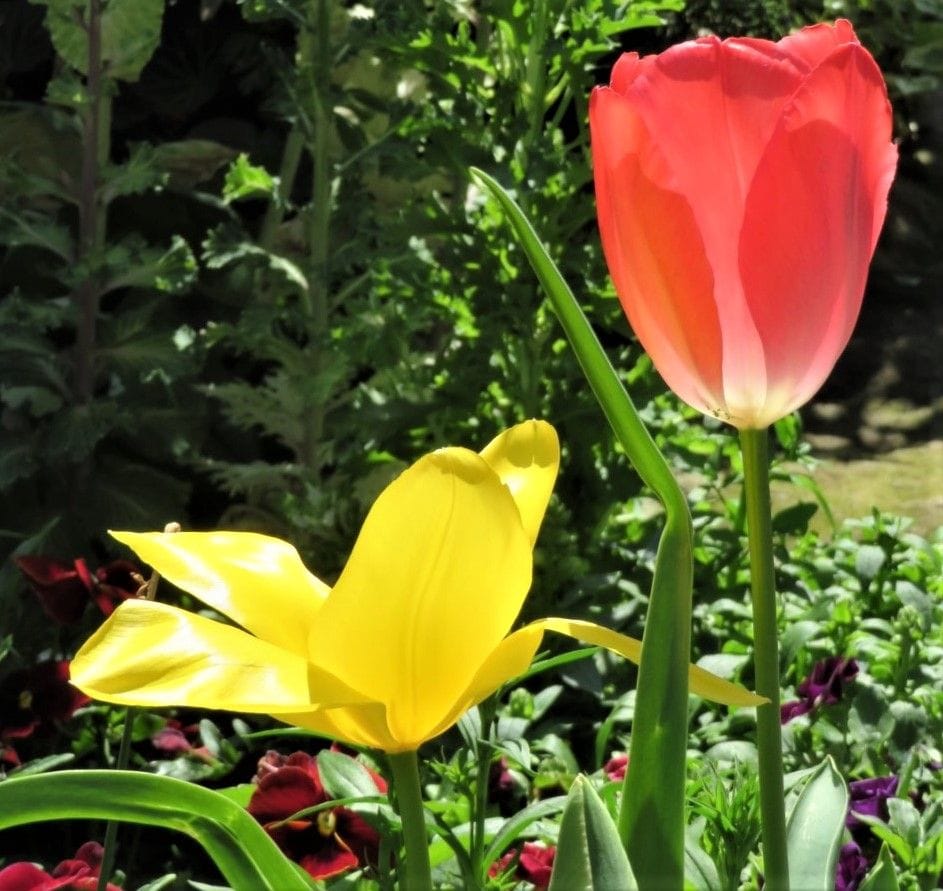 🌷チューリップの花が咲くまで... 花壇の中で