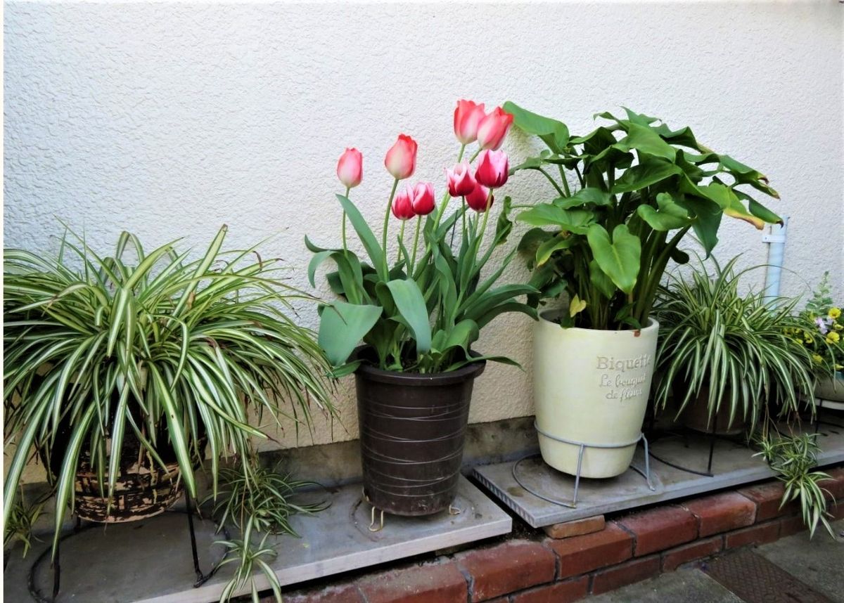 🌷チューリップの花が咲くまで... 玄関先の🌷チューリップの花