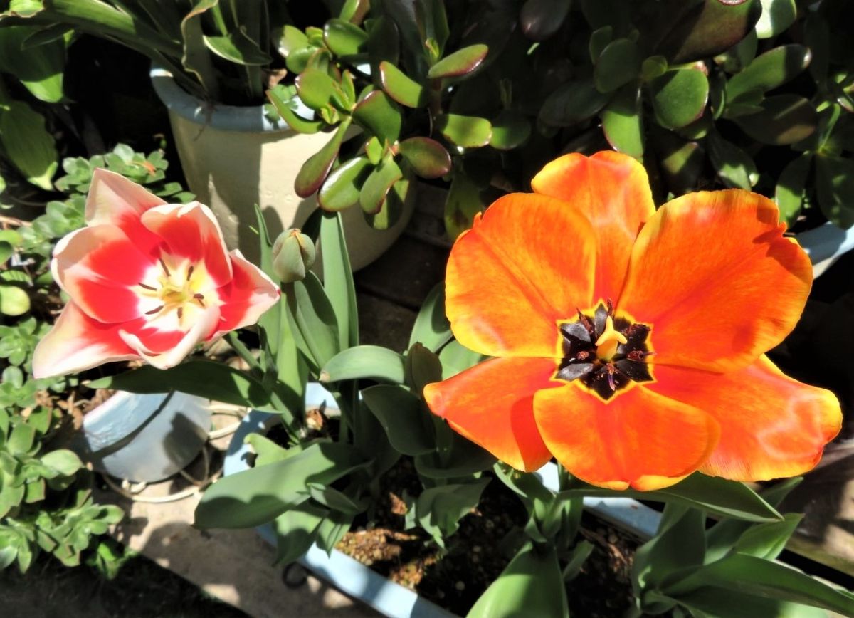 🌷チューリップの花が咲くまで... 庭先の鉢植え🌷チューリップの花