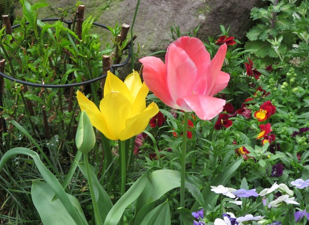 🌷チューリップの花が咲くまで... 黄色と赤いチューリップの花