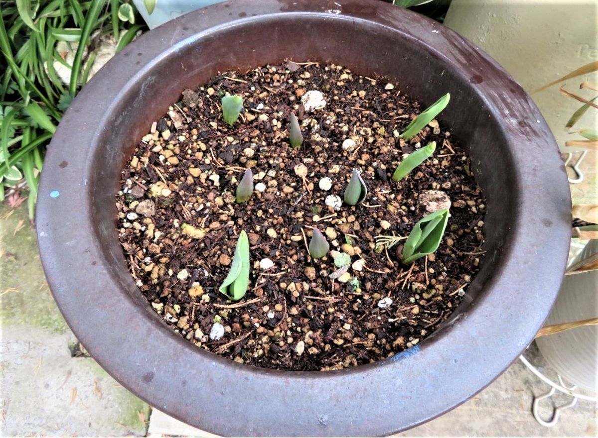 🌷チューリップの花が咲くまで... 新芽が出た姿