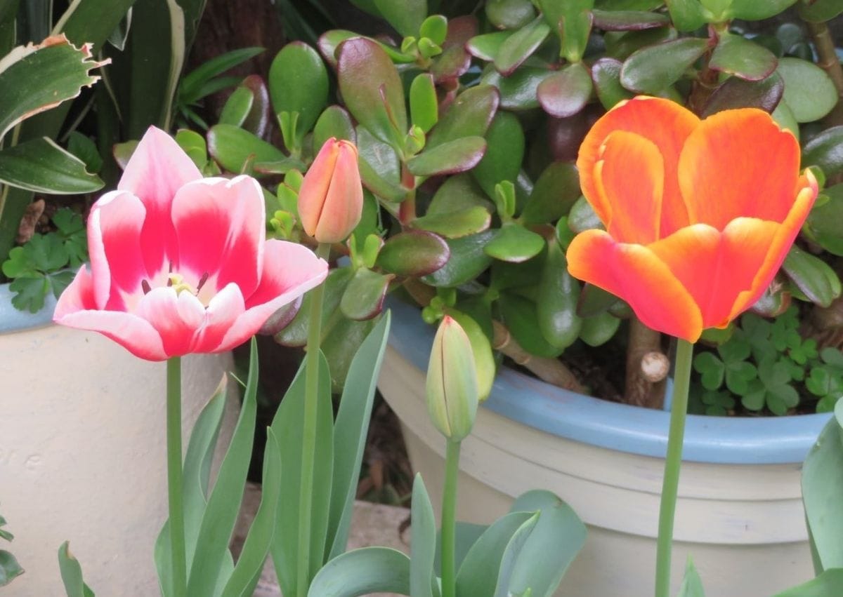 🌷チューリップの花が咲くまで... 一つ二つと花を咲かせて咲く姿