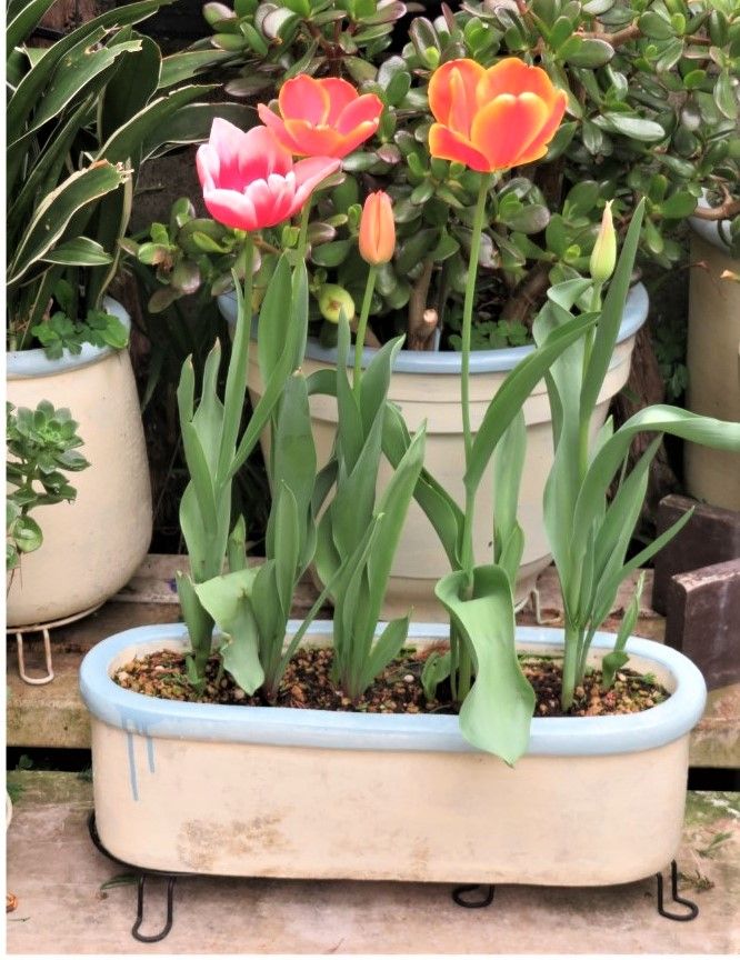 🌷チューリップの花が咲くまで... 水やりも大切さ