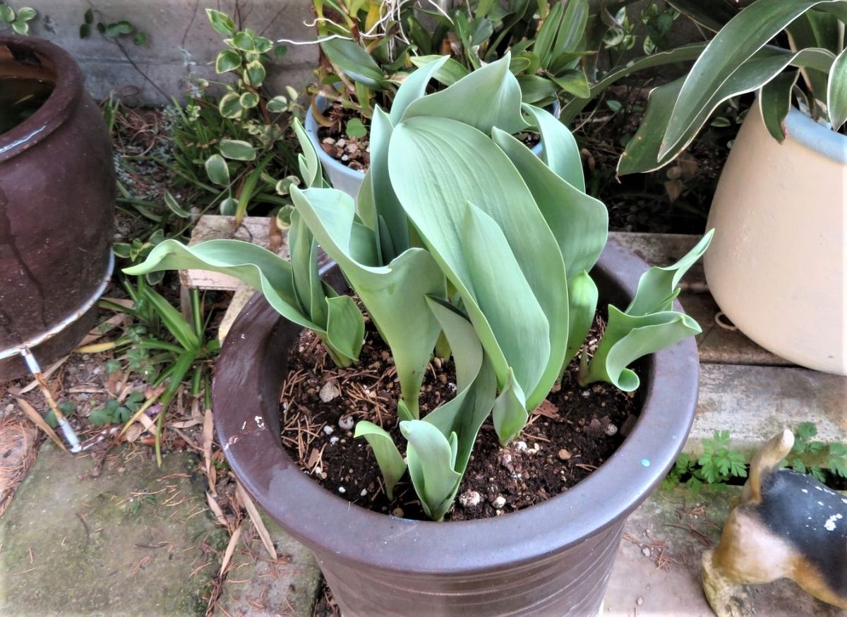 🌷チューリップの花が咲くまで... 🍂葉っぱが成長した姿