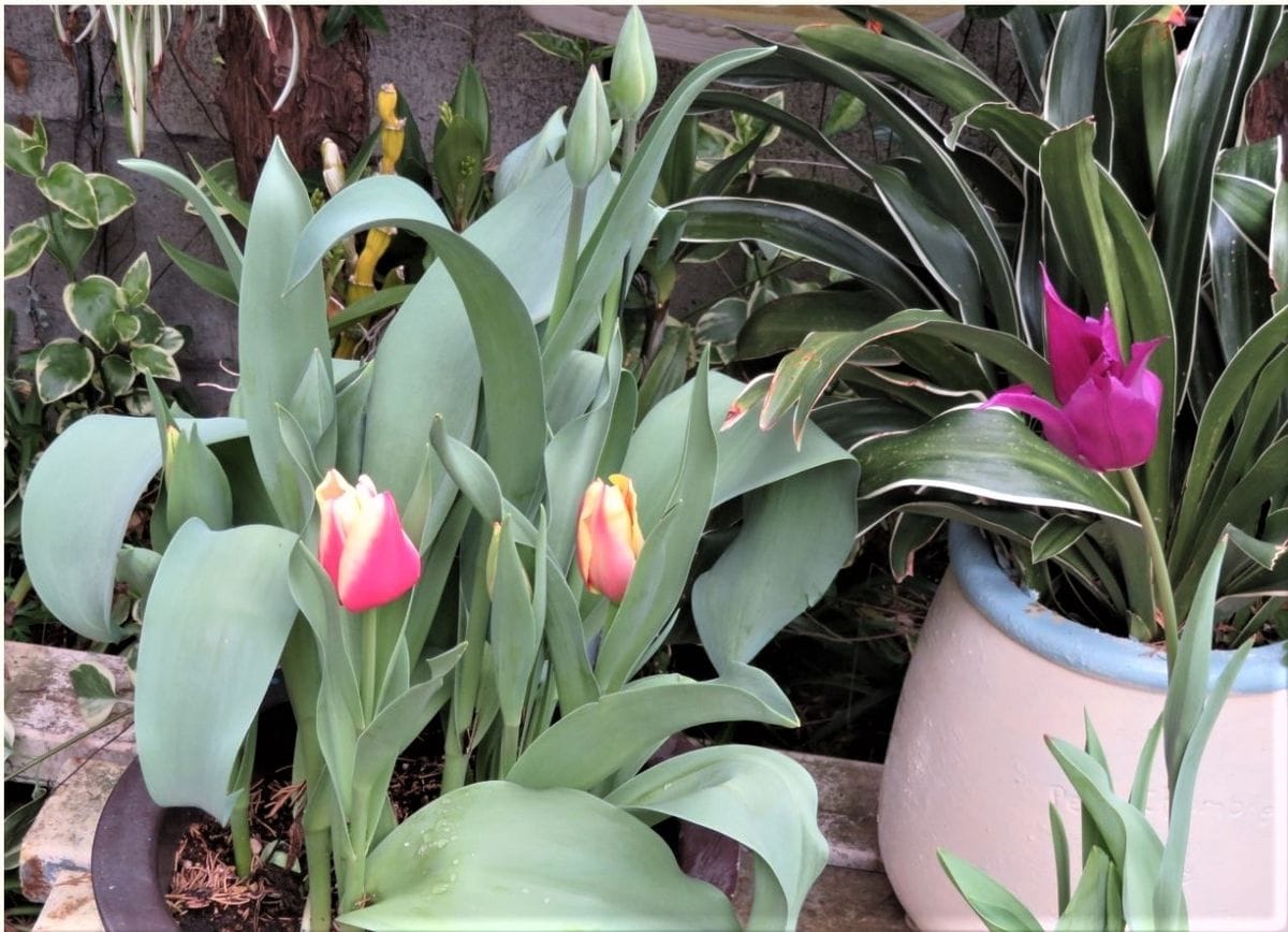 🌷チューリップの花が咲くまで... 複数🌷チューリップの花が咲いた姿