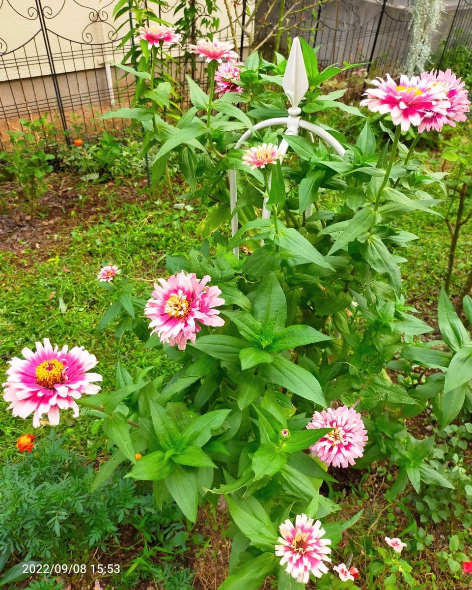 オベリスク百日草リベンジ 順調そうです