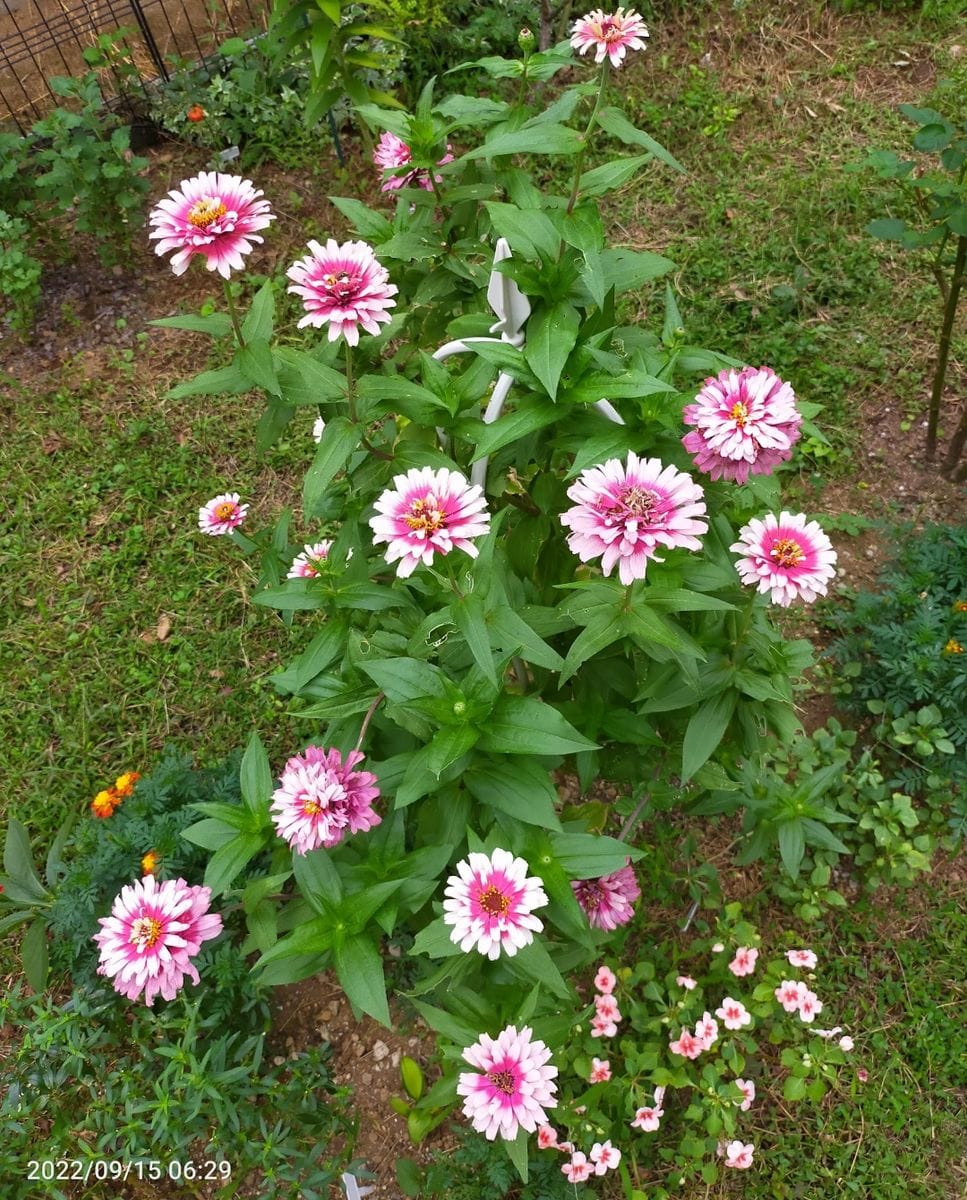 オベリスク百日草リベンジ 🏵満開🏵