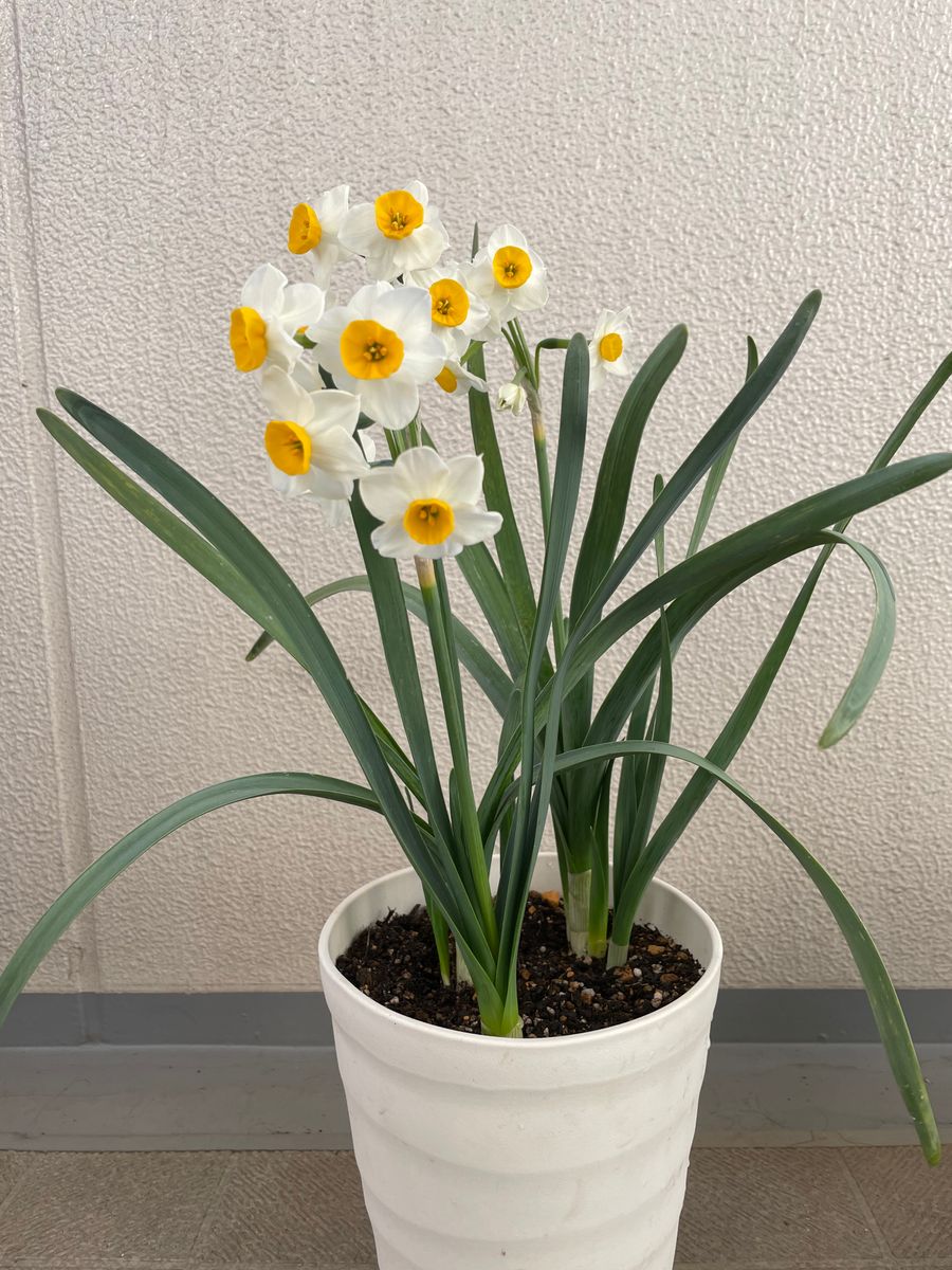 淋しい冬のベランダを彩ってくれるのはこの花 満開です