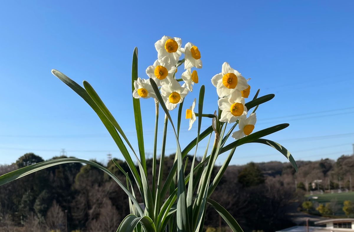 淋しい冬のベランダを彩ってくれるのはこの花