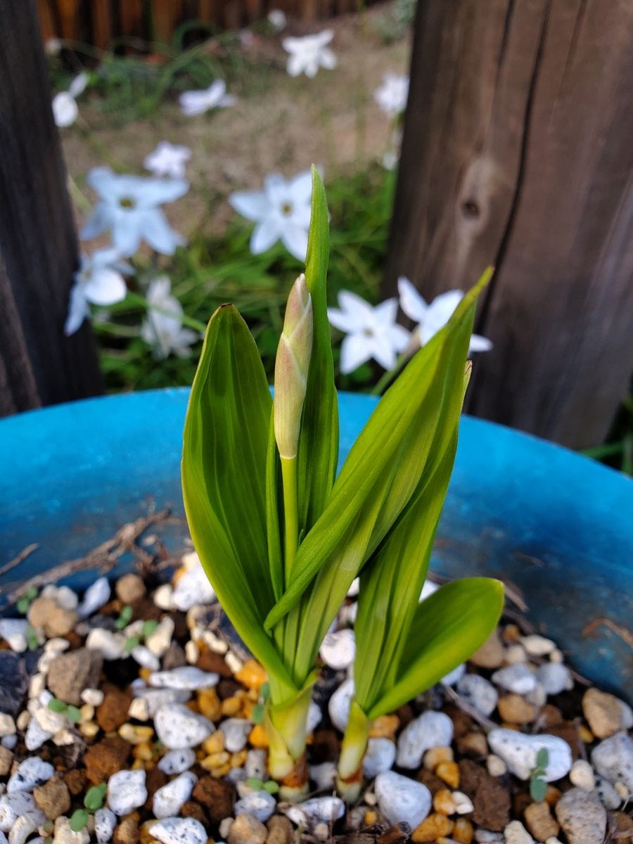 紫蘭、株分けしてみました 4/9 芽が伸びてきた